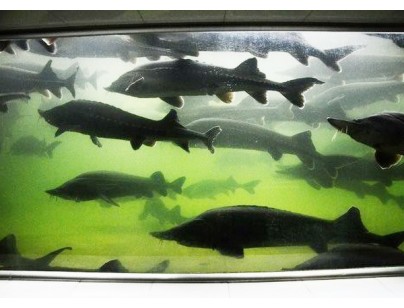 湖北天峽鱘業(yè)300㎡-20℃（水產(chǎn)速凍庫(kù)）低溫冷庫(kù)工程建造案例